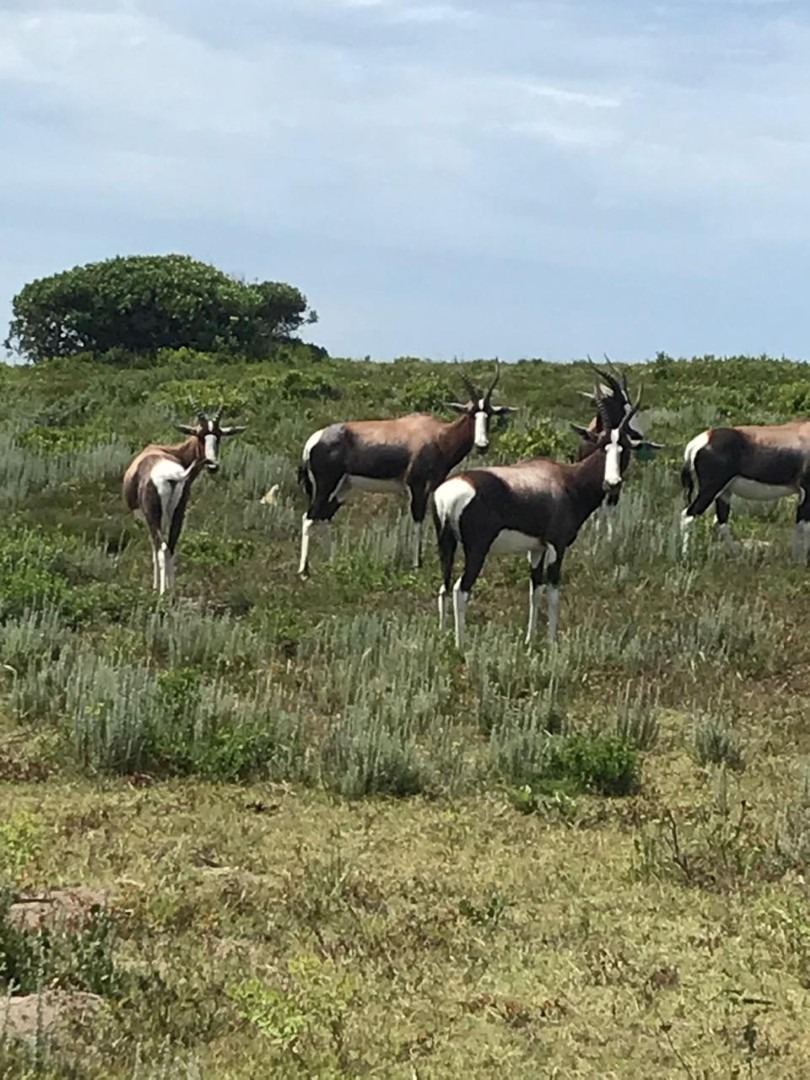 0 Bedroom Property for Sale in Romansbaai Estate Western Cape